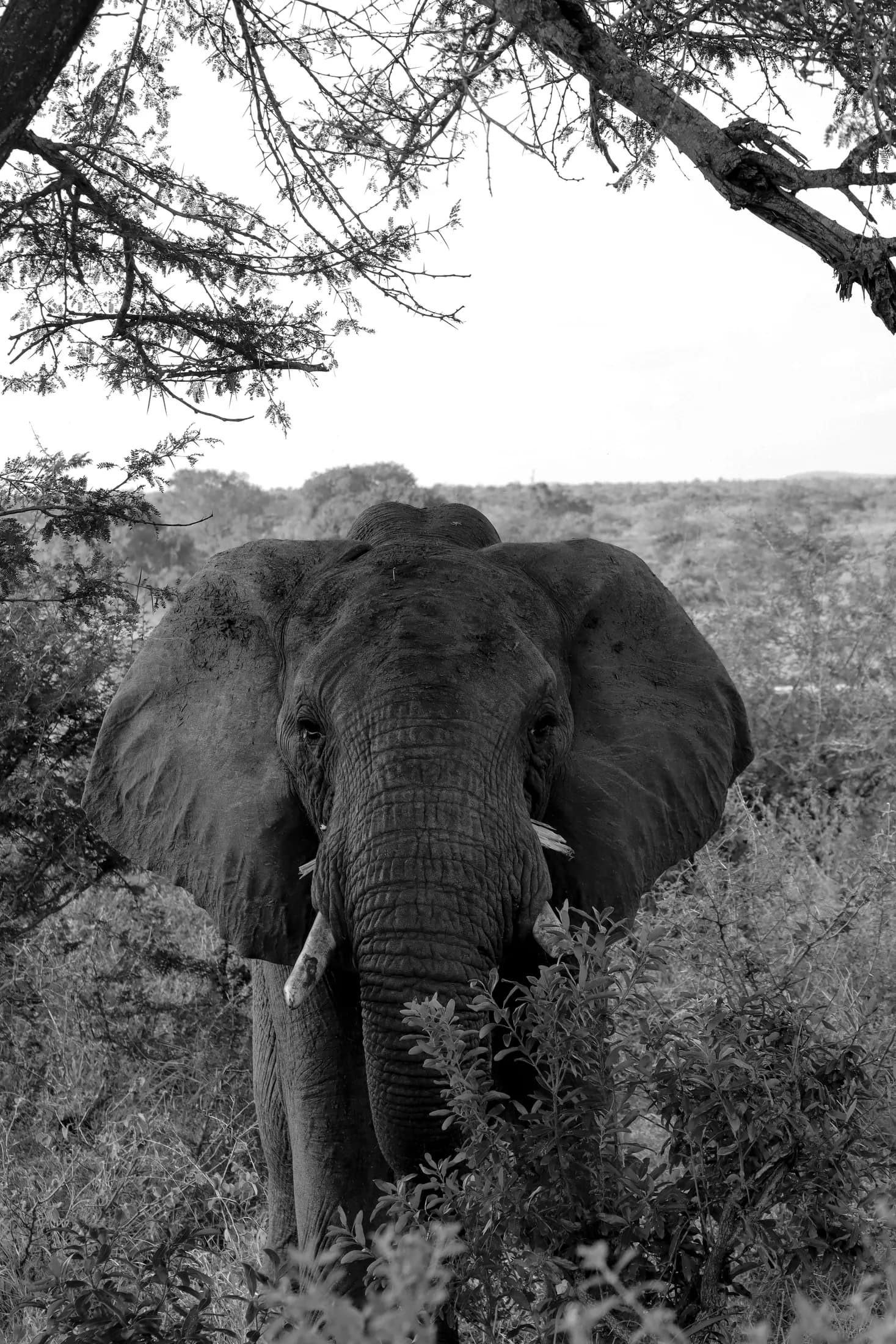An elephant in the wild