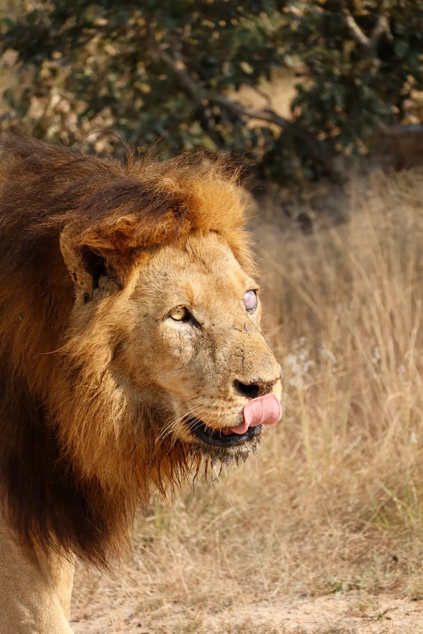 A lion at rest in golden grass